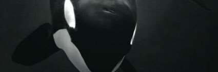 chriscedillo30's profile banner image