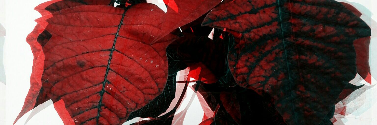 ToroMaxPPLHALVC's profile banner image