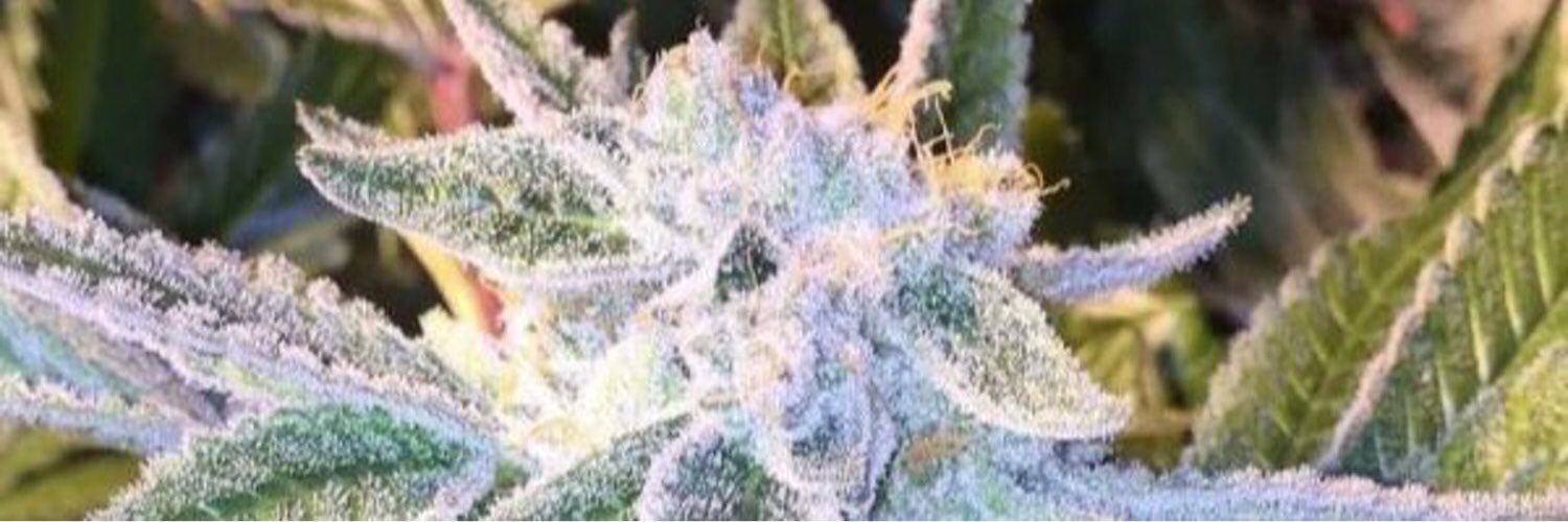allthings_weed's profile banner image