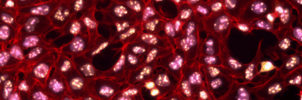 LukeMcAlary Profile Banner