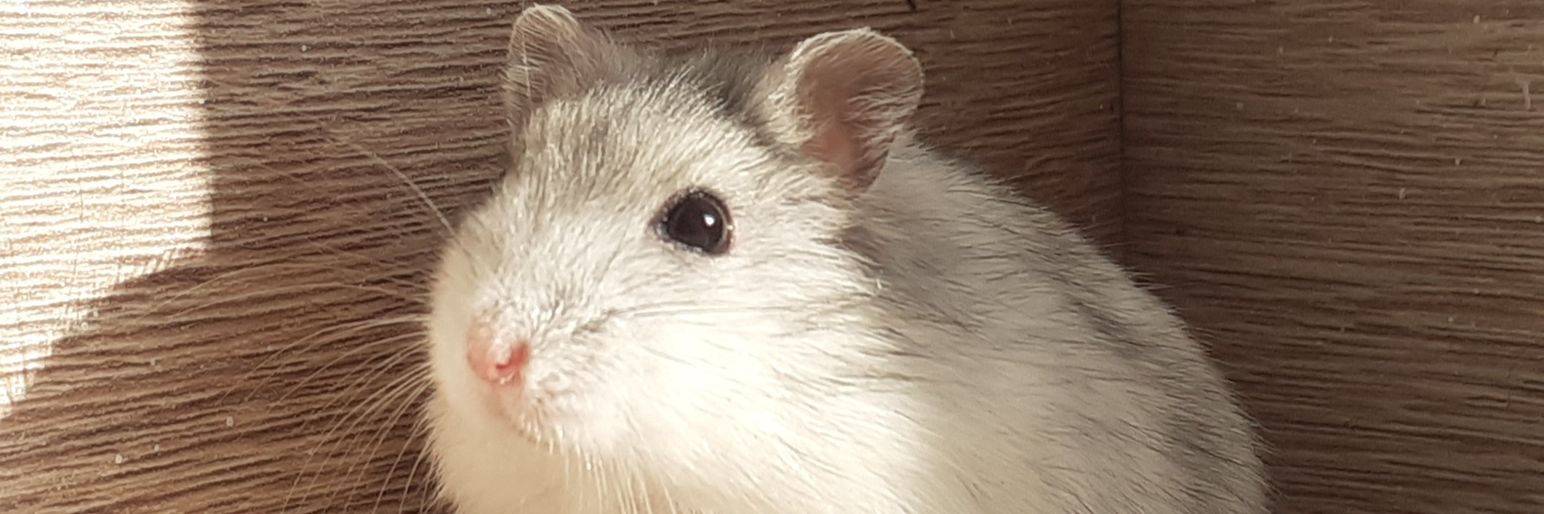 Sergioaeag's profile banner image
