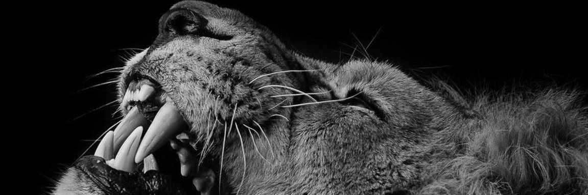 𝕿🦁 banner