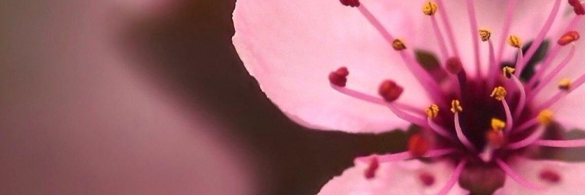 60Mira's profile banner image