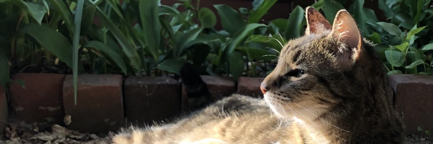 monkey_mama_'s profile banner image
