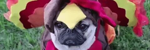 Joseph Mezzacappa banner