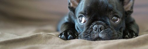 many_animals_1's profile banner image