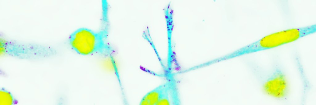 Maria Dermit, PhD banner