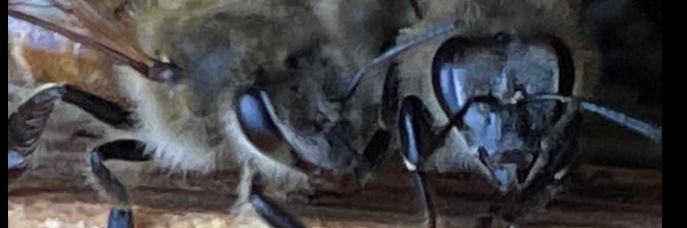 Bonfire Burning banner