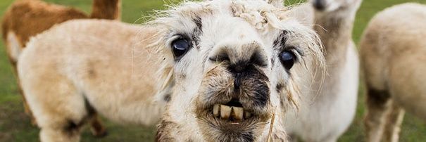 wigglyoli's profile banner image