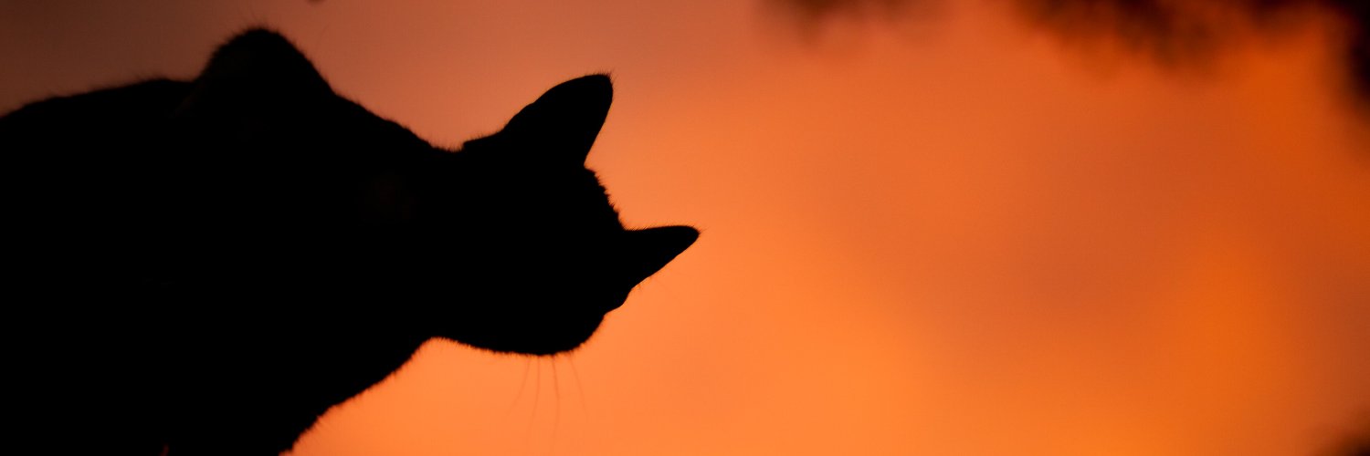kiwimonte's profile banner image