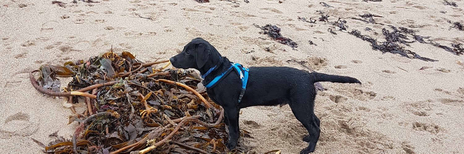 henry colbeck beech banner