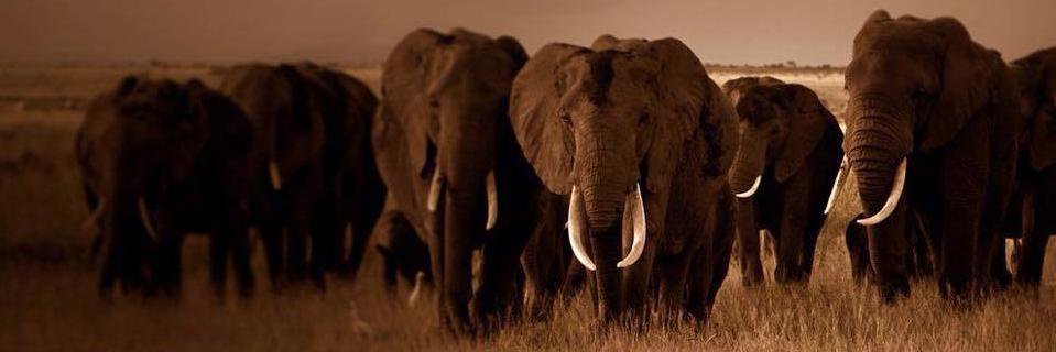 Serkan Çelik banner