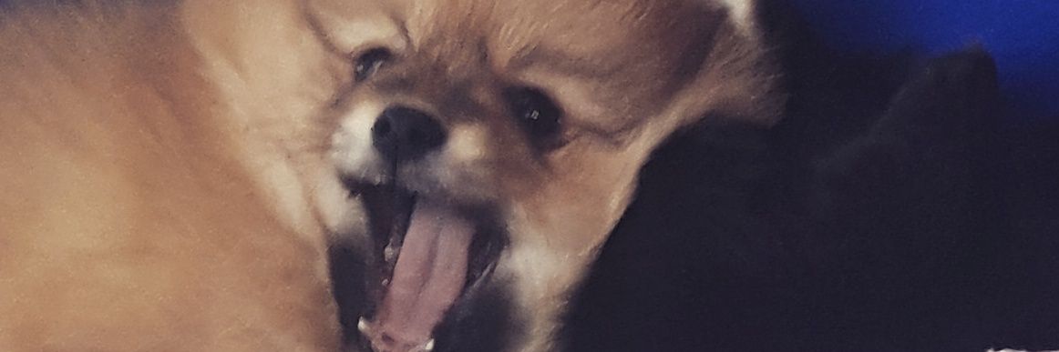 Kowl Doogle banner
