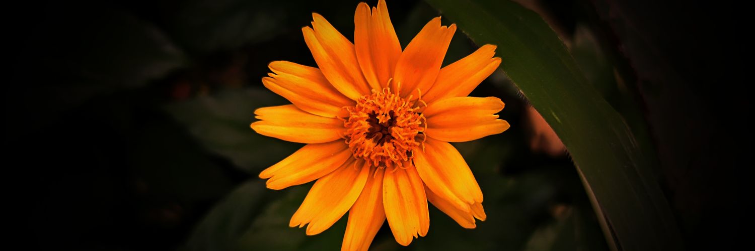 SwarupChoudhur's profile banner image