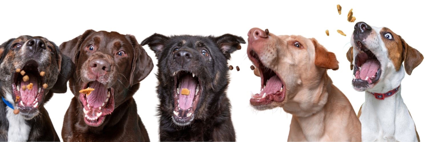 Keith Olbermann's Dogs's banner