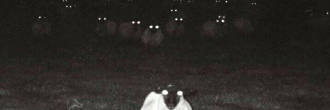 Scroid_'s profile banner image