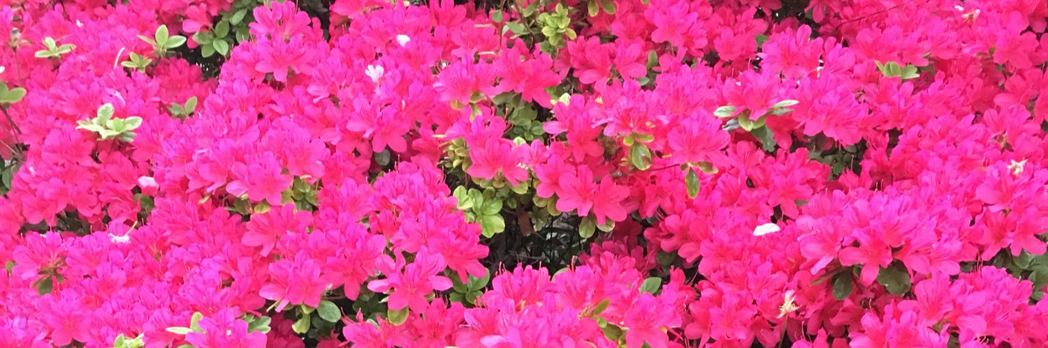 δ.τ. (梨乃) banner