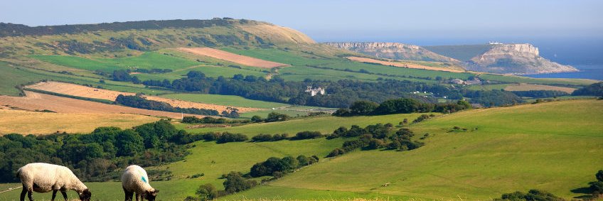 propindorset's profile banner image