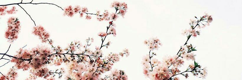 flowers__Dream's profile banner image