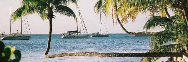 tropicalust_'s profile banner image