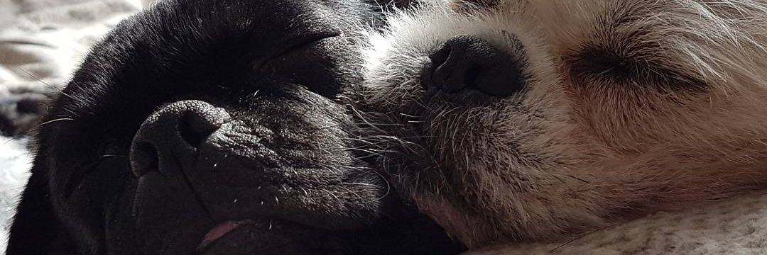 bustersmummy555's profile banner image