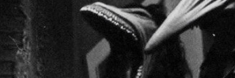 sheplays's profile banner image