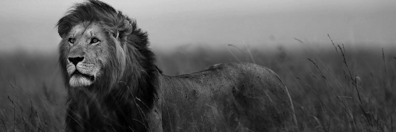 Jorran1's profile banner image