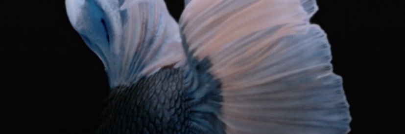 bunchaka03's profile banner image