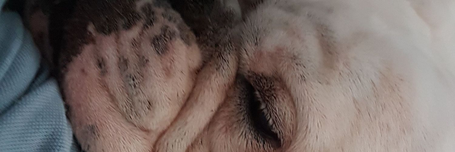 zicog's profile banner image