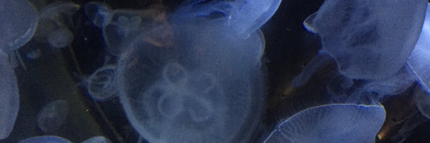 melpori's profile banner image