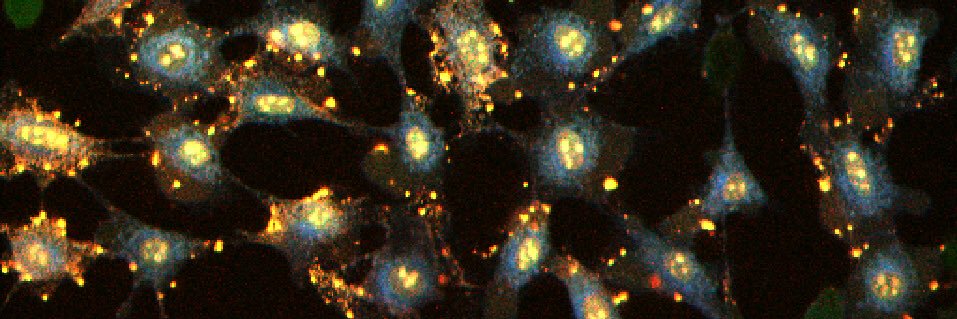 Molecular Medicine Lab banner