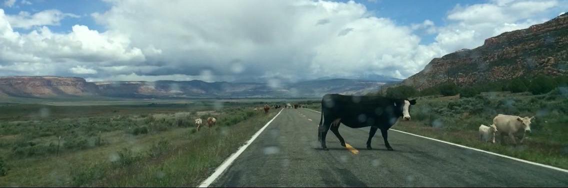 Mara Grunbaum banner