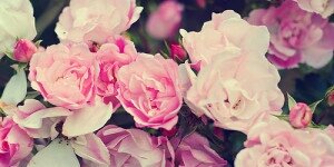 tmonicak's profile banner image
