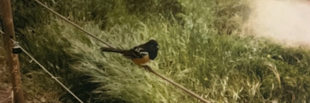 Kate Peytavin banner