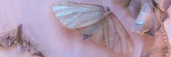 Ramirezpaula21 Profile Banner