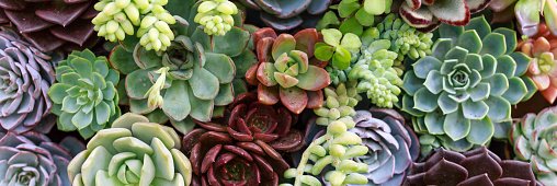 🌻✨ J A N E ✨🌻 banner