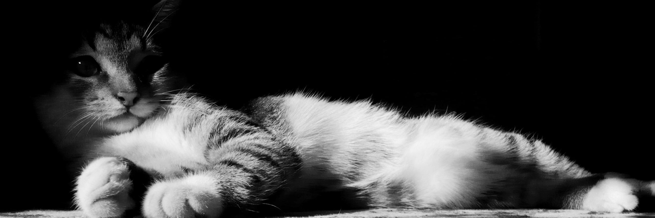 SerkWan's profile banner image