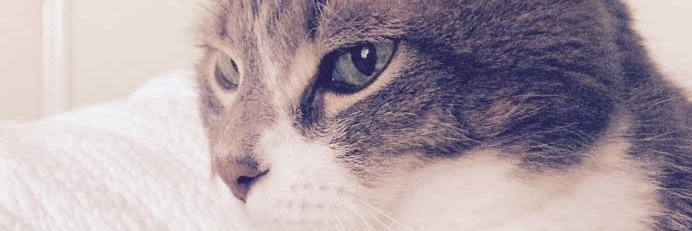 chelseasaverage's profile banner image
