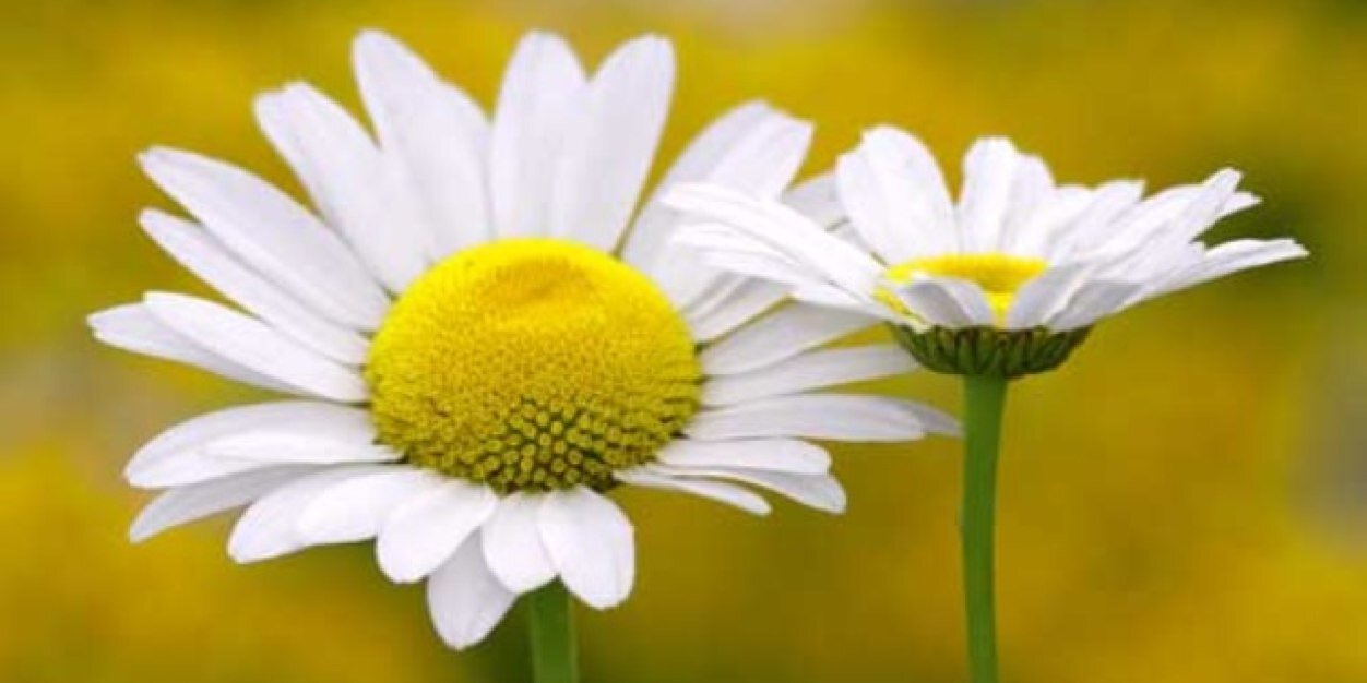 Sarah Clarkin banner