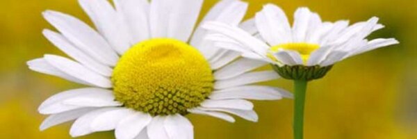 SarahClarkin Profile Banner