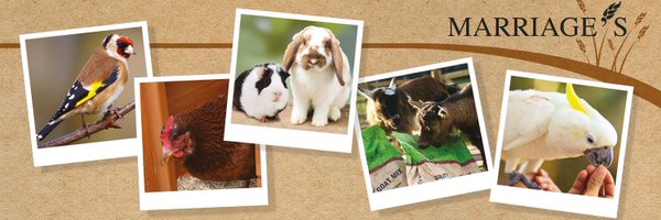 MarriagesFeed Profile Banner