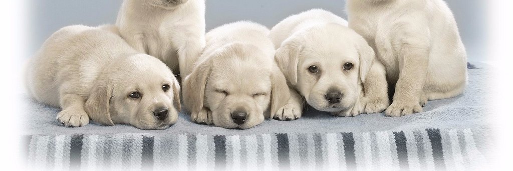 DogAbuse101's profile banner image