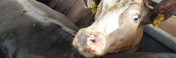 LincsAnimalSave Profile Banner
