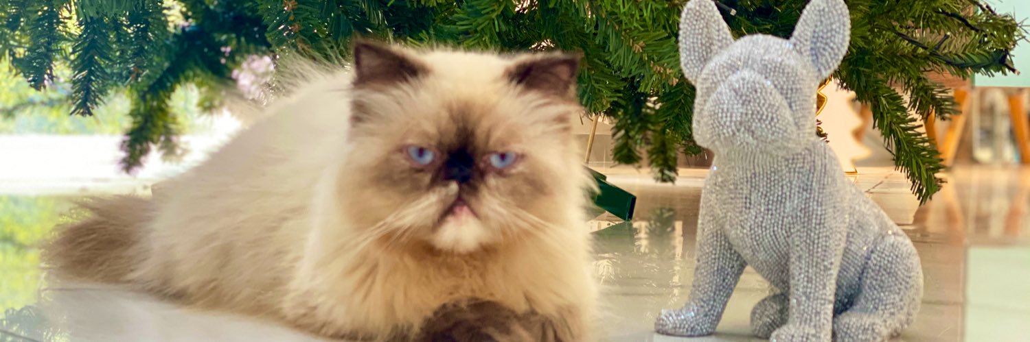 VanyBasualdo's profile banner image