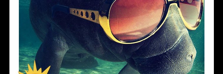 Kelsey Papworth banner