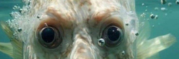 Igor Przybyła banner