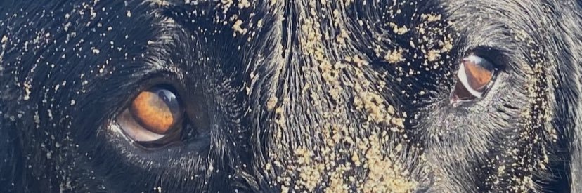 Marta Carbonero banner