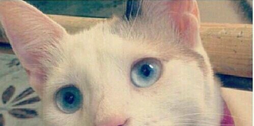 KarenSissy's profile banner image
