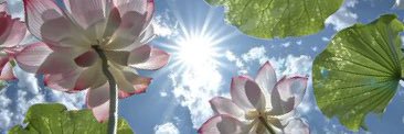 Fae_Darling_'s profile banner image