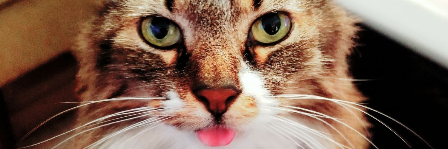 Tezzsa2501's profile banner image